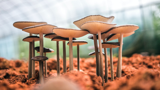 what are medicinal mushrooms