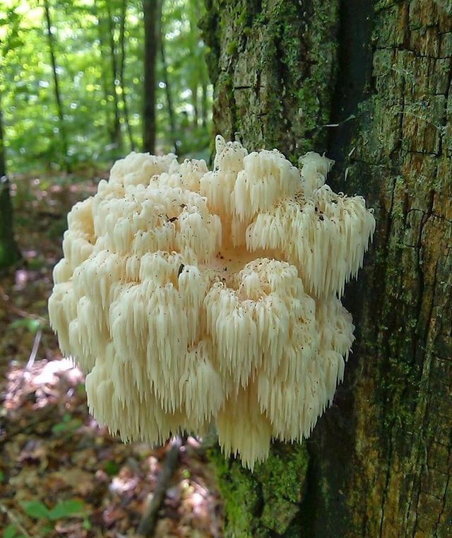 Lion's Mane, your favorite mushroom for productivity.